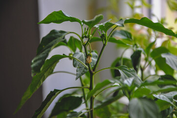 Young pepper seedlings and dying flowers in container on window sill. Vegetables disease, dried flowers. Failed home organic farming