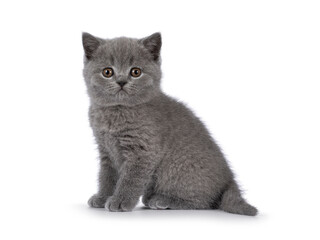 Cute grey British Shorthair cat kitten, sitting up side ways. Looking straight to camera. Isolated on a white background.