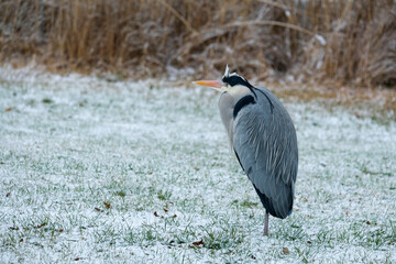 Reiher im Schlosspark