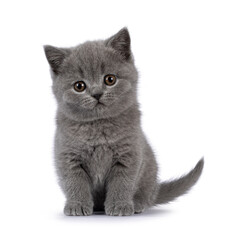 Cute grey British Shorthair cat kitten, sitting up facing front. Looking straight to camera. Isolated on a white background.