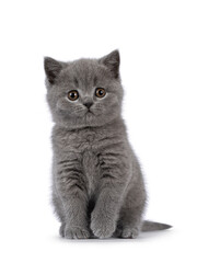 Cute grey British Shorthair cat kitten, sitting up facing front with one paw playful in air. Looking straight to camera. Isolated on a white background.