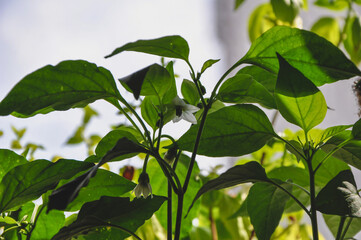 Young pepper seedlings, peppers and flowers in container on window sill. Growing vegetables, pepper sprouts from seeds at home. Home organic farming