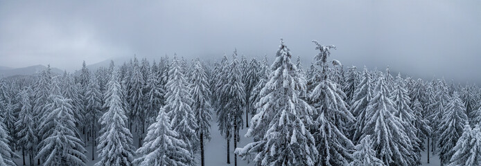 Beautiful winter panorama landscape with snow covered firs at snowy and foggy day