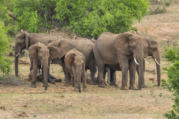 Herd of elephants napping while standing