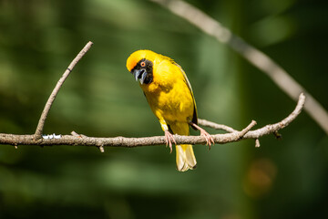Southern masked weaver on a branch