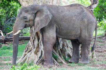 African elephant leaning against a marula tree