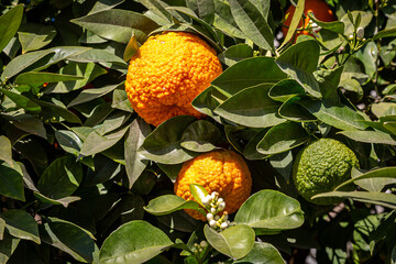 Oranges and orange blossom on a tree in the sunshine