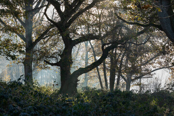 Oak trees in deciduous woodland in autumn morning mist and sunlight, Hampshire, England, United Kingdom, Europe