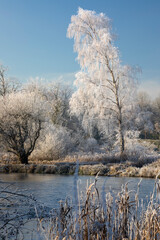 Hoar frost on a silver birch tree beside the River Test, Wherwell, Hampshire, England, United...