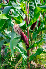 Purple corn cobs with silks on long stalk ready to harvest at organic farm in North Vietnam