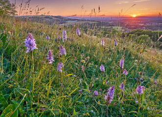 Species Rich chalk grassland with orchids on the South Downs in Sussex - obrazy, fototapety, plakaty