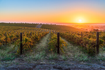 Fototapeta premium Vineyards in McLaren Vale at sunset, Adelaide, South Australia.