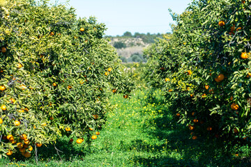 Fototapeta premium Naranjas