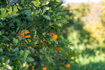 Naranjas