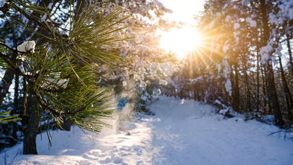 Winter forest. Pine branch in the foreground. The sun breaks through the trees. - 569167102
