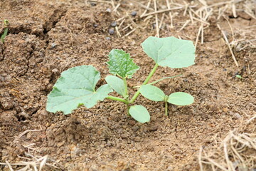 Young cucumber plants, cucumber shoots, cucumber seedlings in the ground