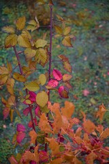 Bunte Rosenblattfärbung im Herbst
