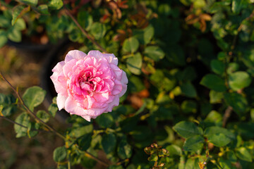 pink rose flower blooming in rose's garden on green nature background pink roses flowers Valentine's Day concept