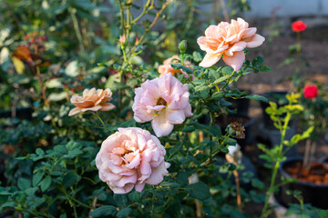 pink rose flower blooming in rose's garden on green nature background pink roses flowers Valentine's Day concept