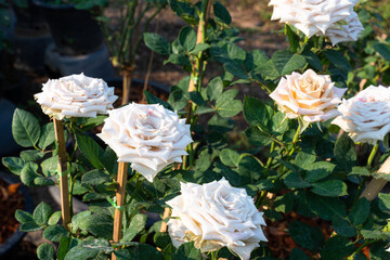 white rose flower blooming in rose's garden on green nature background white roses flowers Valentine's Day concept.
