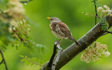 Fototapeta premium Wacholderdrossel (Turdus pilaris)
