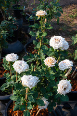 Fototapeta na wymiar white rose flower blooming in rose's garden on green nature background white roses flowers Valentine's Day concept.