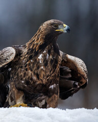 Golden eagle portrait in the winter