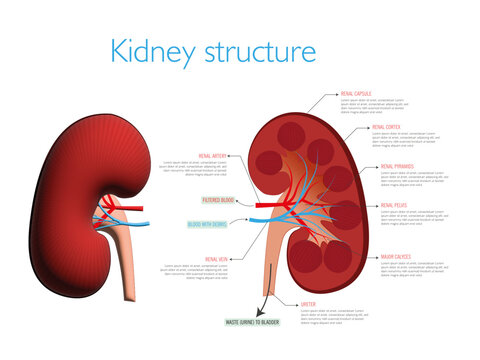 Structure of a kidney in vector and a section indicating its composition.
