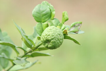 Fresh Bergamot oranges and leaves on a tree, green bergamot oranges, citrus trees bearing fruit