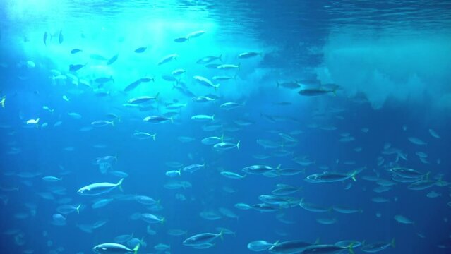 Flocks of small silver fish swim in aquarium