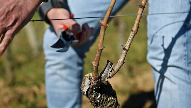 Winegrower pruning the vineyard with professional steel scissors. Traditional agriculture. Winter pruning, Guyot method. Footage.