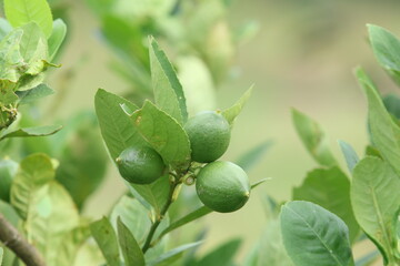 Fresh Bergamot oranges and leaves on a tree, green bergamot oranges, citrus trees bearing fruit