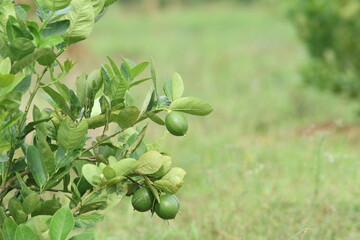 Fresh Bergamot oranges and leaves on a tree, green bergamot oranges, citrus trees bearing fruit