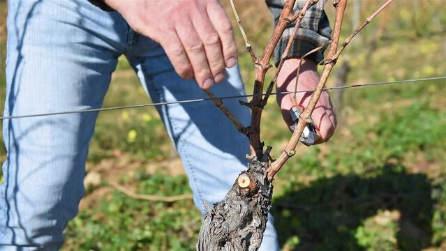 Winegrower pruning the vineyard with professional steel scissors. Traditional agriculture. Winter pruning, Guyot method. Footage.