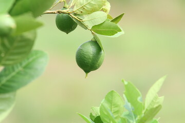 Fresh Bergamot oranges and leaves on a tree, green bergamot oranges, citrus trees bearing fruit