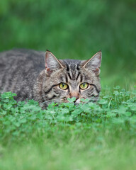 Close up portrait of face of tabby domestic cat hunting in the green grass