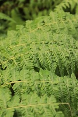 fern leaves