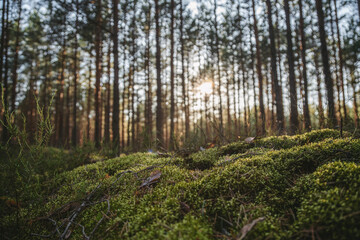 Evergreen forest at sunset. Sun rays through the pine tree trunks. Latvia