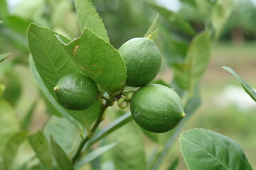 Fresh Bergamot oranges and leaves on a tree, green bergamot oranges, citrus trees bearing fruit