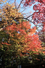 青空の下で色ずく木々