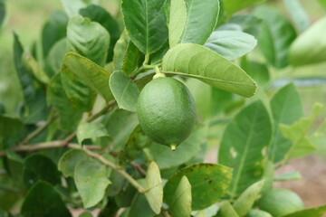 Fresh Bergamot oranges and leaves on a tree, green bergamot oranges, citrus trees bearing fruit