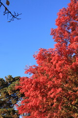 青空の下であざやかに色ずく木々