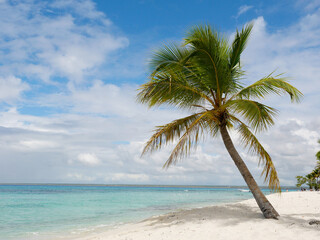 Fototapeta na wymiar Strandparadies mit Palme in der Karibik, Dominikanische Republik