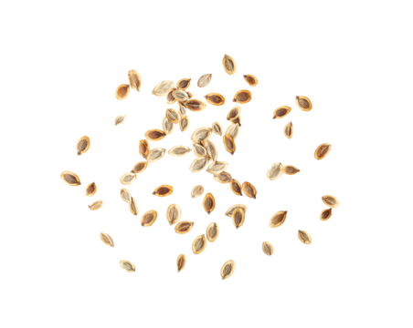 Heap dill seed isolated on transparent png