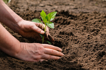 Human hands of a farmer plant pepper sprouts in a greenhouse. The concept of farming and planting.