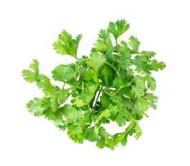 Coriander leaves isolated on transparent png