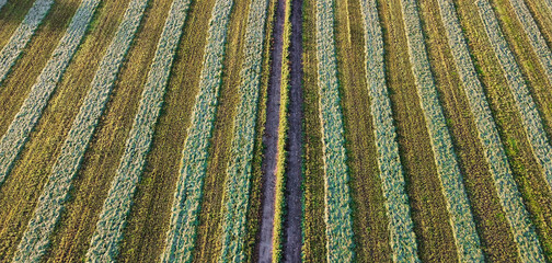 A crop field seen from the air.