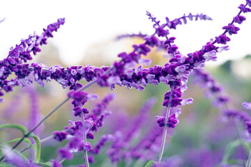 lavender flowers in the garden