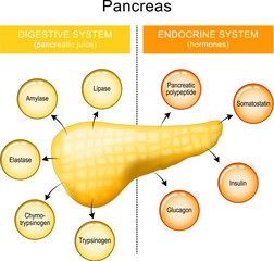 Pancreas function. internal organ of a digestive and endocrine systems. pancreatic juice and hormones