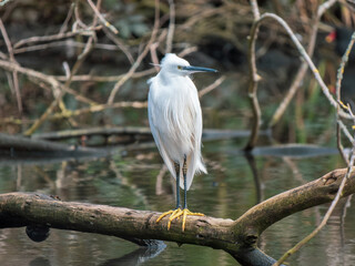 Little Egret Perched on a Fallen Tree by a Lake